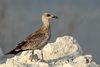 Larus armenicus